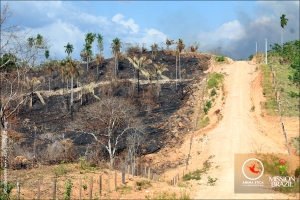 ANIMA ETICA - MISSION BRAZIL - Incendio foresta-02