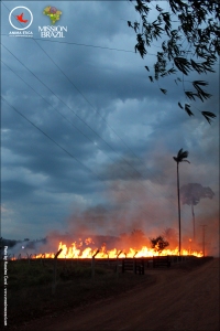 ANIMA ETICA - MISSION BRAZIL - Incendio foresta
